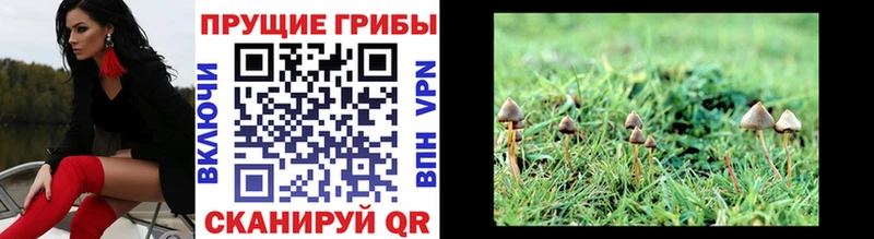 Псилоцибиновые грибы Cubensis  Калачинск 